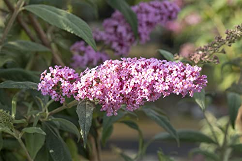 Buddleja davidii 'Pink Panther' 40-60 cm - Schmetterlingsflieder, rosa Blüten, Blütezeit Juli-September, Schmetterlingsmagnet, pflegeleicht und winterhart