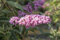 Buddleja davidii 'Pink Panther' 40-60 cm - Schmetterlingsflieder, rosa Blüten, Blütezeit Juli-September, Schmetterlingsmagnet, pflegeleicht und winterhart