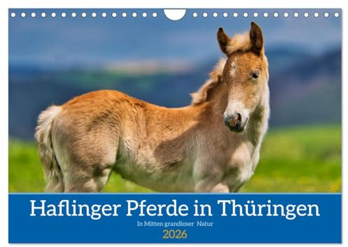 Haflinger Pferde in Thüringen (Wandkalender 2026 DIN A4 quer), CALVENDO Monatskalender: Die schönsten Pferde in grandioser Thüringer Natur (CALVENDO Tiere)