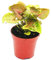 Exotenherz - Mini-Pflanze - Syngonium - Purpurtute - Ideal für kleine Schalen und Gläser - Baby-Plant im 5,5cm Topf