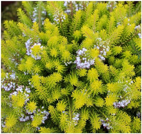 GrowOn Shrubs Cornish Heather Erica Vagans 'Yellow John' | Evergreen Shrub | Outdoor Garden Ready Plant | Summer Flowering | Lilac, White Flowers