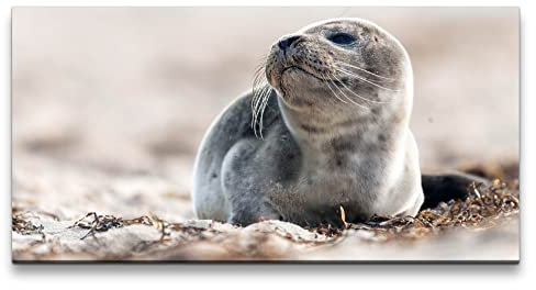 Paul Sinus 120x60cm Wandbild – Magie der Robbe – Natur, Eleganz, Küstenzauber