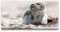 Paul Sinus 120x60cm Wandbild – Magie der Robbe – Natur, Eleganz, Küstenzauber