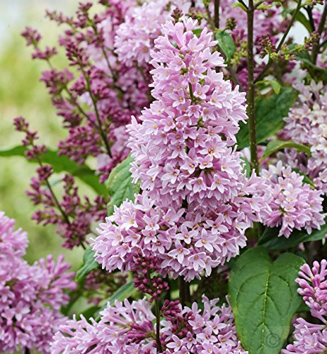 Edelflieder Minuet - Kircher-Collection 40-60cm - Syringa hyacinthiflora - lebende Gartenpflanze aus den Baumschulen