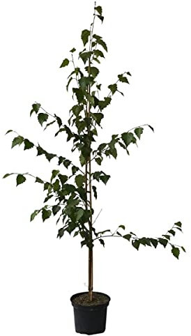 Hängebirke Sandbirke Betula pendula Pionierbaum Hausbaum Heister mit ca. 80-120 cm 5 Liter Topf