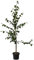 Hängebirke Sandbirke Betula pendula Pionierbaum Hausbaum Heister mit ca. 80-120 cm 5 Liter Topf