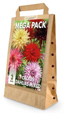 Mega Pack Cactus Dahlias Bulbs | Mixed Summer Flowering Bulbs | Bee & Butterfly Friendly | Eco Packaging | Premium Holland Selection Quality