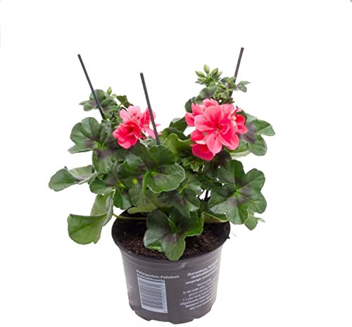 El Pelargonium Peltatum Natural una Planta Conocida como Geranio Colgante que Traerá Color y Energía a tu Vida