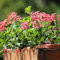 Winterharte Geranien Samen Hängend (Pelargonium Hortorum) Hängegeranien, Blumensamen, Gärtner Geschenke Garten Blumen Garten Balkonblumen - 200 Pelargonien Pflanzen Saatgut (Rosa)