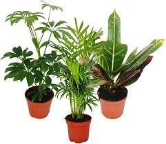 Houseplant Mix 6 Plants in 9cm Pot
