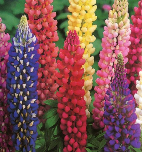 Lupin/Lupinus 'Dwarf Gallery Mixed' Perennial Plug Plants Pack x6