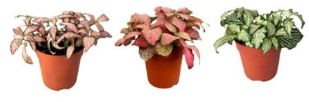 I Giardini di Giulia | Kit 3 Piantine Fittonia per Terrarium Fai-da-Te | Bianca, Rosa e Rossa | Piante Vive da Interno Decorative e Facili da Curare