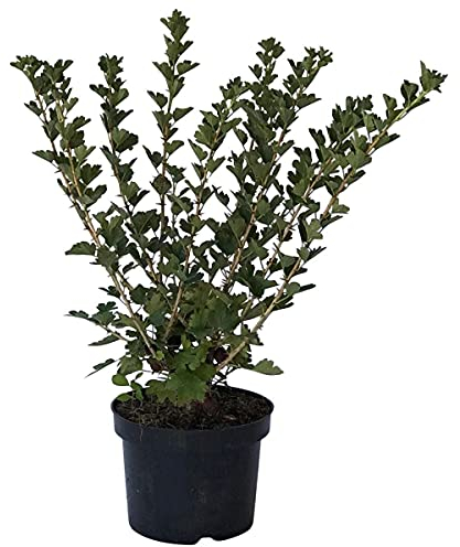 Mucurines grüne süße Stachelbeere Busch nicht behaart und platzfest 40-60 cm im 3 Liter Topf