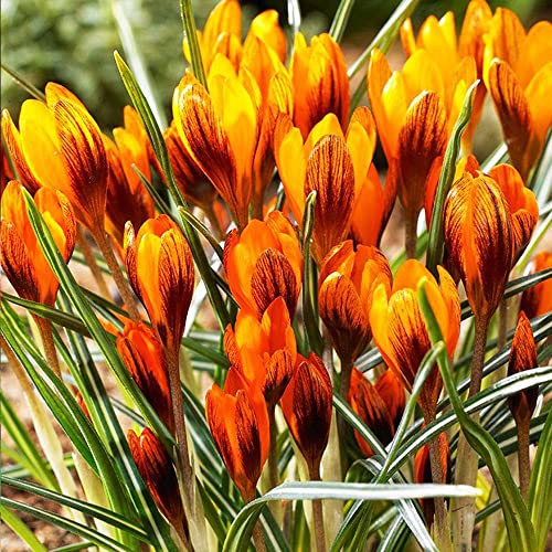 COOTO Garden 10 Stück Krokus Zwiebeln Krokusse Blumenzwiebeln mehrjährig winterhart Krokusse Zwiebeln Orange Monarch