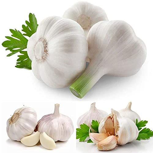 Haloppe 50 Piezas de Semillas de ajo para Plantar en el jardín del hogar, Semillas de ajo, Plantas de condimento fragantes Frescas, plántulas de Vegetales para la Cocina Semillas de ajo
