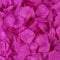 Nvzi 1000 pétalos de rosa artificiales para decoración de bodas, fiestas, color fucsia