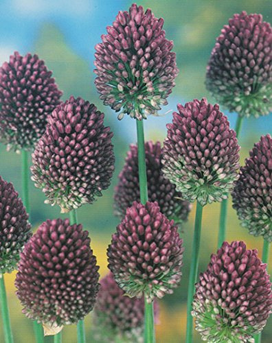 50 Allium Sphaerocephalon Zierlauch Blumenzwiebeln Alliumzwiebeln