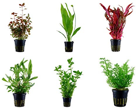 Tropica Hintergrund Set mit 6 Topf Pflanzen Aquariumpflanzenset Nr.24 Wasserpflanzen Aquarium Aquariumpflanzen