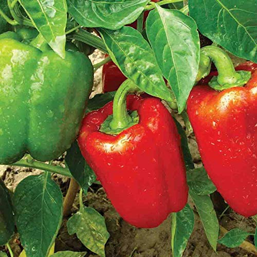 Sweet Pepper Worldbeater Seeds – Pack of 40 Seeds – Green Fruits Maturing to Red – for Salads or Cooking – for Your Kitchen Garden