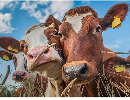Puzzle 5000 Teile,Puzzle für Erwachsene,Impossible Puzzle, Puzzle farbenfrohes legespiel,Geschicklichkeitsspiel für die ganze Familie-Drei Kühe im Gras,Erwachsenenpuzzle ab 15 Jahren.-61.61x41.53 Zol