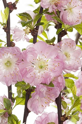 Prunus triloba 60 cm Stammhöhe – Winterhart, Mehrjährig, Pflegeleicht – Mandelbäumchen Ziermandel – Ziergehölz für Beet & Kübel