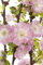 Prunus triloba CAC 60 cm Stammhöhe - Mandelbäumchen, rosa Blüten, Blütezeit April-Mai, ideal für Kübel und Rabatten, pflegeleicht und winterhart