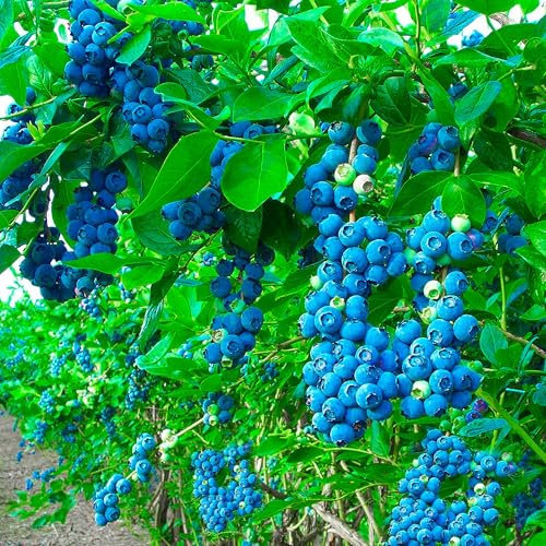 Topf-Heidelbeere Blaubeeren Pflanze Goldtraube 1 Pflanze, Vaccinium corymbosum reichtragend Heidelbeere für Töpfe & Kübel | Heidelbeere für Balkon, Terrasse oder Garten, Winterhart