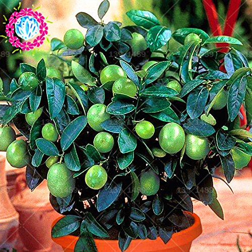 Thai Bio-Key Lime Citrus Aurantifolia Lemon10PCS
