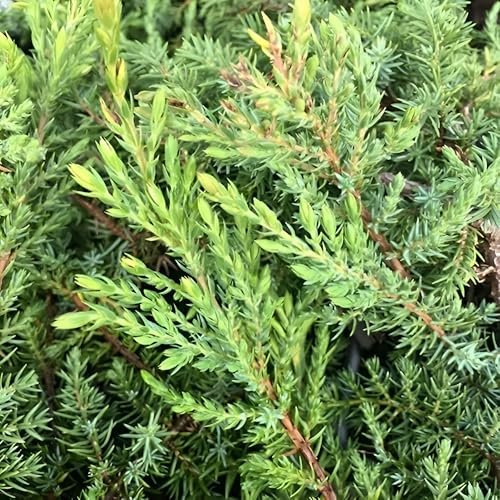 Plant theory Green Carpet Juniper Conifer Bush Juniperus Communis Evergreen 3L Pot