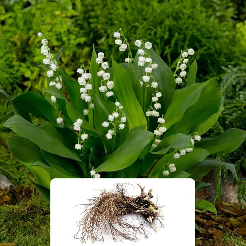10 Convallaria Majalis – Dainty Inverted Blooms – Lily of the Valley – Perennial Summer Flowering Bulbs – Perfect for UK Gardens & Climate Conditions