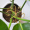 LunarCharm Lot de 4 supports de plantes Monstera en métal – Supports de tige durables avec crochets pour une croissance saine, entretien facile des plantes d'intérieur