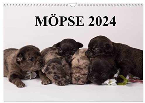 Möpse 2024 (Wandkalender 2024 DIN A3 quer), CALVENDO Monatskalender: Hundebilder mit Sprüchen und Zitaten (CALVENDO Tiere)
