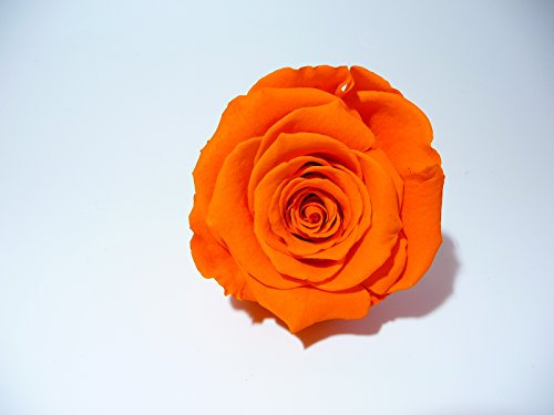 ROSE ETERNELLE ORANGE POUR LA REALISATION DE DECORATION FLORALE DURABLE, A ASSOCIER AVEC DU SABLE COLORE ET UN PETIT VASE OU AUTRE SELON VOTRE IMAGINATION.