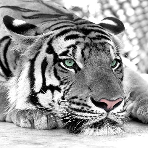 Amdieu 1500 Teile Puzzlespiel für Erwachsene Weißer Tiger Puzzle Puzzlespiel für Kinderspielzeug