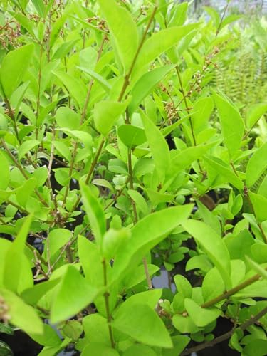 Ligustrum vulgare Black Pearl - Schwarzperlen-LigusterBlack - 60-80cm