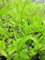Ligustrum vulgare Black Pearl - Schwarzperlen-LigusterBlack - 60-80cm
