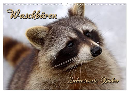 Waschbären (Wandkalender 2025 DIN A3 quer), CALVENDO Monatskalender: Liebenswerte Räuber (CALVENDO Tiere)