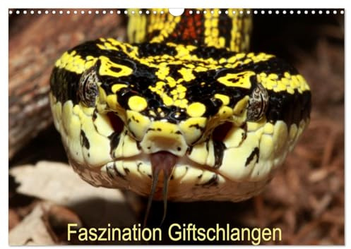 Faszination Giftschlangen (Wandkalender 2026 DIN A3 quer), CALVENDO Monatskalender: verschiedene Giftschlangen aus der ganzen Welt, Traumhaft schön (CALVENDO Tiere)
