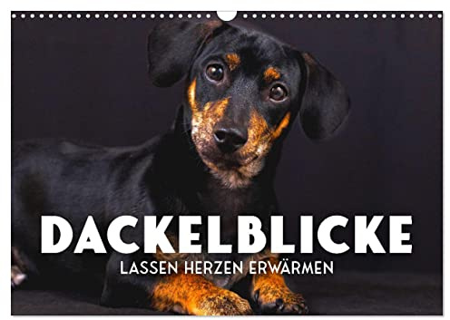 Dackelblicke - Lassen Herzen erwärmen. (Wandkalender 2026 DIN A3 quer), CALVENDO Monatskalender: Zum Verlieben. (CALVENDO Tiere)