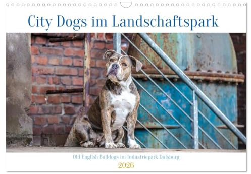 City Dogs im Landschaftspark (Wandkalender 2026 DIN A3 quer), CALVENDO Monatskalender: Ausdrucksvolle Fotos von Old English Bulldog im Industriestyle (CALVENDO Tiere)
