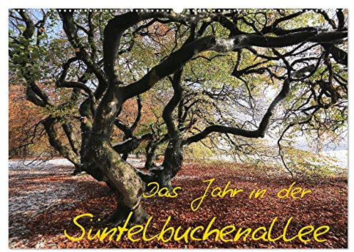 Das Jahr in der Süntelbuchenallee (Wandkalender 2026 DIN A2 quer), CALVENDO Monatskalender: Fotos von der jahreszeitlichen Entwicklung in der Süntelbuchenallee von Bad Nenndorf (CALVENDO Natur)