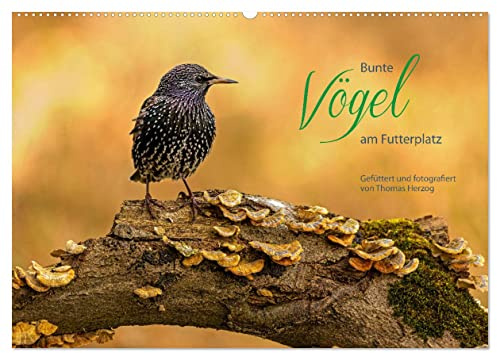 Bunte Vögel am Futterplatz (Wandkalender 2026 DIN A2 quer), CALVENDO Monatskalender: Singvögel an der Futterstelle (CALVENDO Tiere)