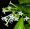 10 Semillas de Cestrum Nocturnum - Noche jazmín