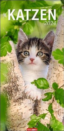 Katzen Kalender 2024. Ein XL Wandkalender, der die Samtpfoten perfekt in Szene setzt. Katzen und Kätzchen in einem länglichen Kalender. 33x68 cm Hochformat