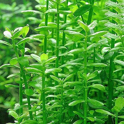 50Pcs Acquario Semi di Piante Acqua Erba Tartaruga Decorazione Acquario per Piantare Giardino