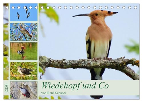 Wiedehopf und Co - von René Schaack (Tischkalender 2026 DIN A5 quer), CALVENDO Monatskalender: Heimliche Vögel ganz nah! (CALVENDO Tiere)