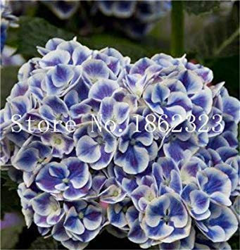 50 pezzi di ortensia rampicante, ortensia Paniculata 'Vanilla Fraise', pianta di fiori di ortensia, pianta in vaso per giardino domestico: 17