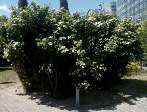 Arbusto de arándano semieuropeo Viburnum Opulus Arbusto ornamental, paquete de 25