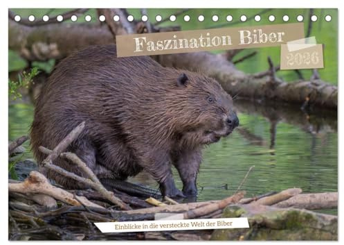 Faszination Biber (Tischkalender 2026 DIN A5 quer), CALVENDO Monatskalender: Entdecken Sie die spannende Welt der Biber. (CALVENDO Tiere)