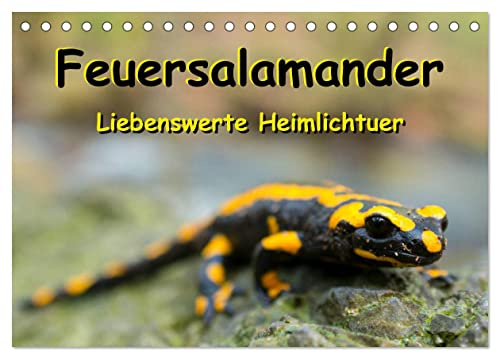 Feuersalamander - Liebenswerte Heimlichtuer (Tischkalender 2026 DIN A5 quer), CALVENDO Monatskalender: Die beliebten, sympathisch schwarz-gelb ... in farbigen Großaufnahmen. (CALVENDO Tiere)